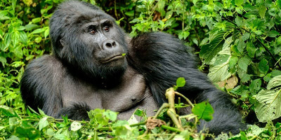5 days uganda gorilla trekking, chimpanzee and wildlife safari - Photo 1