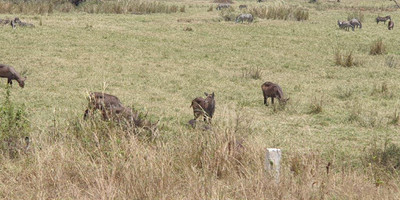 4 days tanzania private safari tour - Photo 7