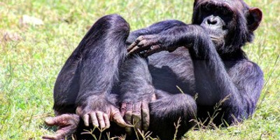 3 DAYS OLPEJETA CONSERVANCY - Photo 2