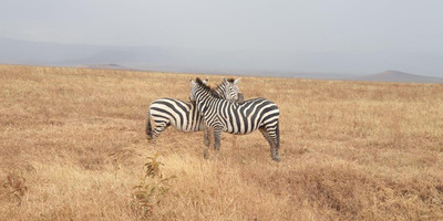 6 days tanzania private safari - Photo 13