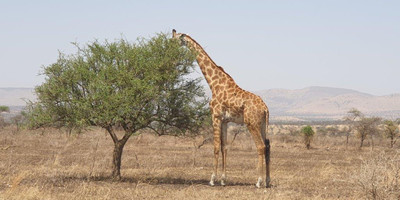 2 days tanzania camping budget safari manyara & ngorongoro - Photo 2