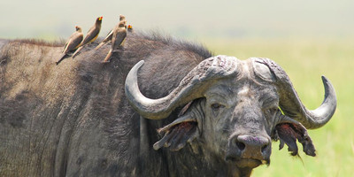 4-day masai mara-lake nakuru exploration - Photo 5