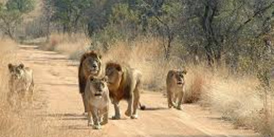 3 Day Safari to Mikumi National Park - Photo 1