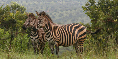 2 days akagera national park visit - Photo 2