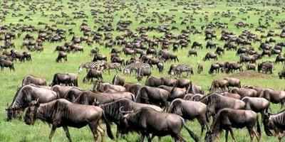 4 days tanzania safari manyara national park, serengeti national park & ngorongoro crater - Photo 1