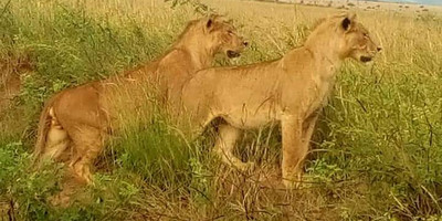 Six days lion and gorilla trekking safari in uganda - Photo 5