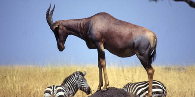 4 days kenya family holiday safari package - Photo 1