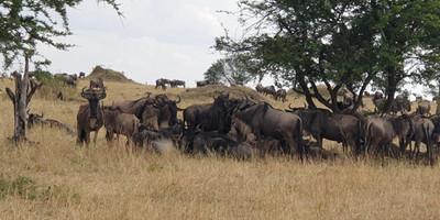 5 days tanzania private safari - Photo 21