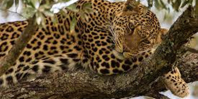 5 days safari holiday packages kenya l kenya lodge safaris - Photo 3