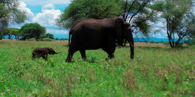 6 days tanzania camping budget safari - Photo 4
