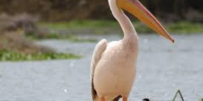  14 days bird watching safari in kenya - Photo 2