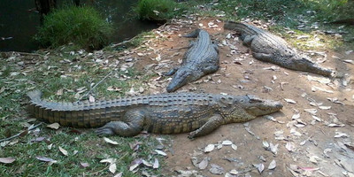 Andasibe national park - Photo 12