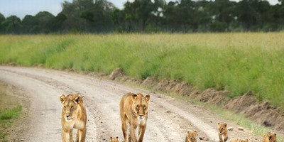 10 days wildebeest migration safari package - Photo 1