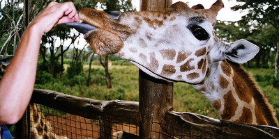 Half-day baby elephant orphanage and giraffe center tour from nairobi - Photo 2