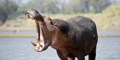 Kenya twin attractions special bush to beach safari - Photo 2