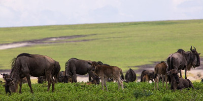 7 days kenya family safari holiday package - Photo 1