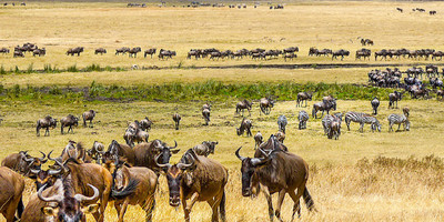 6 days tanzania northern circuit safari - Photo 10