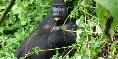 Luxury gorilla tracking safari in uganda (fly in) - 4 days - Photo 7