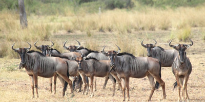 2days nyerere national park - Photo 1