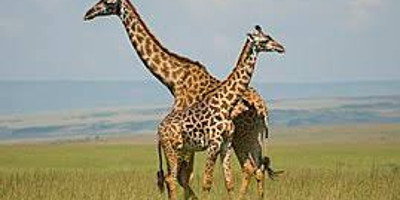 3 days masai mara-wildebeest migration - Photo 2