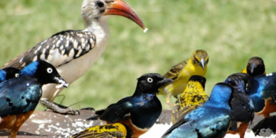9 days bird watching safari in kenya - Photo 4