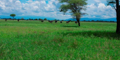 two 2 days mid-range tarangire, ngorongoro crater - Photo 6