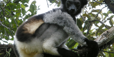 The beautiful lemurs meeting - Photo 1