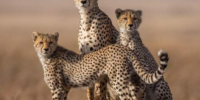 Discover amboseli: a safari of elephants and iconic views - Photo 5