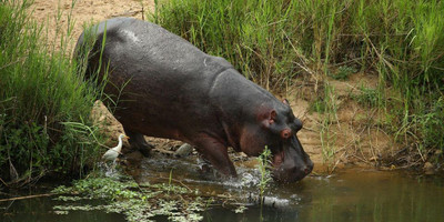 Kenya’s wild heart: a 5-day journey through buffalo springs, samburu & ol pejeta - Photo 2