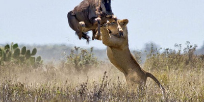 7 days masai mara / nakuru / amboseli / tsavo west - mombasa - Photo 2