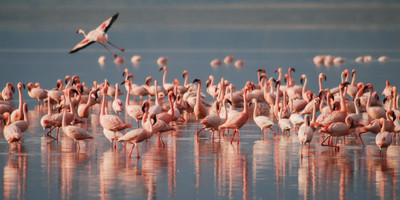  3- days tarangire ,lake manyara & ngorongoro tanzania safari - Photo 1