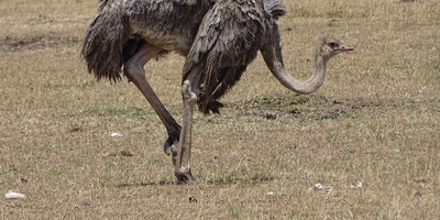 Nairobi national park day trip - Photo 4