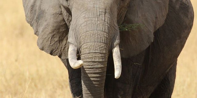 3 days amboseli national park - Photo 3