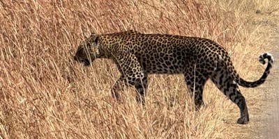 Mophane trail - Photo 6