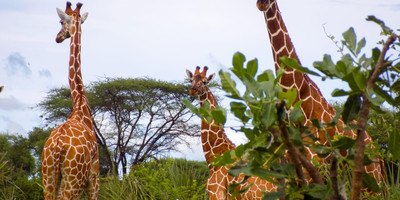 Kenya’s wild heart: a 5-day journey through buffalo springs, samburu & ol pejeta - Photo 3
