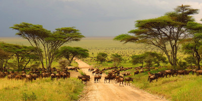 A thrilling safari experience with an eco-friendly kruger national park - Photo 2