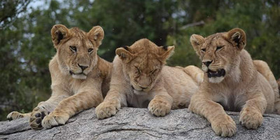 3 days tarangire, ngorongoro crater & lake manyara parks group tour - Photo 1