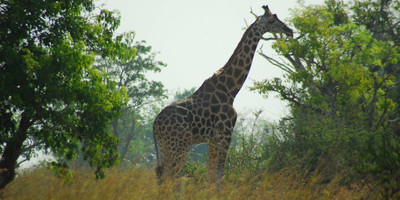 4 days best of murchison falls - Photo 1