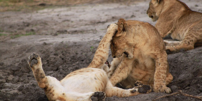 5 days tanzania wildlife safari - Photo 3