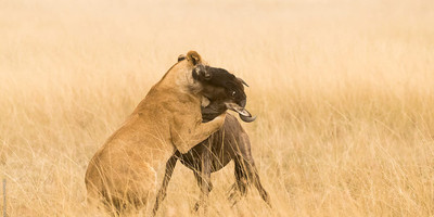 10 Day Tanzania Private Tented Camps Safari - Photo 3