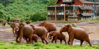 5 days aberdares / lake naivasha / masai mara luxury safari - Photo 4