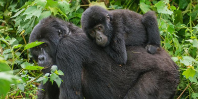 Gorilla trekking safari - Photo 2