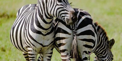 Ultimate 5-day masai mara, lake nakuru & aberdares safari - Photo 8