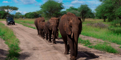 5 days tanzania safari booking last minute manyara ,serengeti & ngorongoro crater - Photo 3