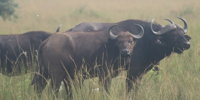 5 day vacation in murchison falls national park, and queen elizabeth national park - Photo 2