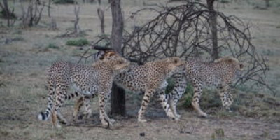 3 Days - Tsavo West and Tsavo East - Photo 3
