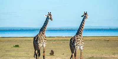 3 day last-minute wildlife safari from zanzibar - Photo 5