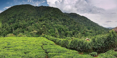 02 day bwindi impenetrable national park. - Photo 2