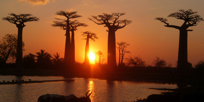 Tsingy of bemaraha expedition - Photo 4