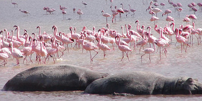 6 days amboseli, lake nakuru, masai mara wildlife safaris all inclusive - Photo 3